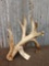 Main Frame 4 Point Whitetail Shed Antler