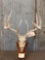 5x5 Wild Iowa Whitetail Antlers On Skull