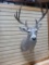 3x4 Whitetail Shoulder Mount Taxidermy