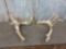Big 200 Class Whitetail Antlers