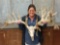 Huge 300 Class Whitetail Antlers On Skull