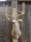 6x5 Mule Deer Shoulder Mount