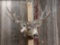 Big 5x5 Mule Deer Shoulder Mount Taxidermy