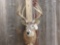 170 Class Whitetail Shoulder Mount Taxidermy