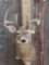 Big Wild 4x4 Whitetail Shoulder Mount Taxidermy