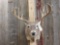 Main Beam 5x5 Whitetail Shoulder Mount Taxidermy