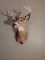 Nice 4x5 Whitetail Shoulder Mount Taxidermy