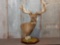 Main Frame 5x5 Whitetail Table Top Pedestal Taxidermy Mount