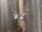 Big Mule Deer Shoulder Mount Taxidermy