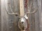 4x4 Mule Deer Shoulder Mount Taxidermy