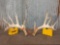 150 class Whitetail shed antlers