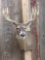 Gnarly Main Frame 5x5 Whitetail Shoulder Mount Taxidermy