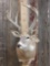 Main Frame 4x4 Whitetail Shoulder Mount Taxidermy