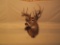 9 Point Whitetail Shoulder Mount Taxidermy