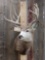 6x6 Mule Deer Shoulder Mount Taxidermy