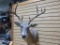 4x4 Whitetail Shoulder Mount Taxidermy