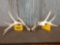 6x4 Whitetail Shed Antlers