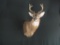 Nice Whitetail Buck Shoulder Mount Taxidermy