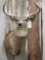 Whitetail Shoulder Mount