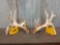 200 class Whitetail shed antlers