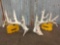 170 class Whitetail shed antlers