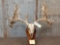 High 200 Class Whitetail Antlers On Skull