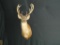 Main Frame 5x5 Whitetail shoulder Mount Taxidermy