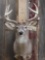 4x4 Whitetail Shoulder Mount Taxidermy