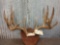 180 class Whitetail Antlers On Plaque