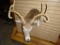 3x4 Whitetail Shoulder Mount Taxidermy