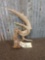 Freak Wild Illinois Whitetail Shed Antler