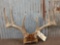 150 Class Whitetail Antlers On Skull Plate