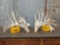 Upper 200-300 Class Whitetail Shed Antlers