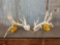 Upper 200 Class Whitetail Shed Antlers