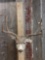 5x5 Mule Deer head mount Taxidermy