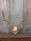 6x6 Elk Antlers On Plaque