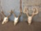 3 Whitetail Antlers On Skull