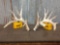 180 class Whitetail shed antlers