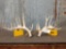 Main Frame 5x6 Whitetail Shed Antlers