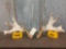 BIG Heavy Mass Whitetail Shed Antlers