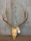 Mule Deer Antlers On Skull