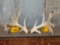 Huge Upper 200 Class Whitetail Shed Antlers