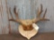 Main Frame 4x4 Mule Deer Antlers On Plaque