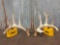 Main Frame 5x5 Whitetail shed antlers