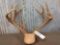 Main Frame 4x4 Whitetail Antlers On Plaque