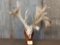 HUGE 309 Class Whitetail Antlers On Skull