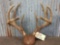 Main Frame 4x4 Whitetail Antlers On Plaque