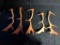 5 Fallow Deer Shed Antlers