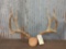 5x5 Mule Deer Antlers On Plaque