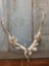 Big Heavy Caribou Antlers On Skull Plate